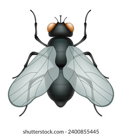 fly insects wildlife animals vector illustration isolated on white background