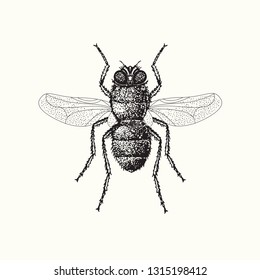 Fly. Isolated image. Monochrome drawing.