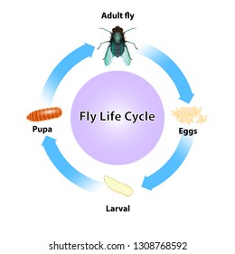 5,437 Life Cycle Fly Images, Stock Photos & Vectors | Shutterstock