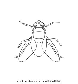 Fly line drawing. Vector thin illustration of housefly