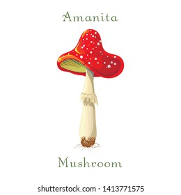 fly mushroom Amanita muscaria isolated on white background. red spotted poisonous mushroom. Forest poisonous red mushroom. Fly agaric in cartoon style. Vector illustration of fly mushroom isolated 