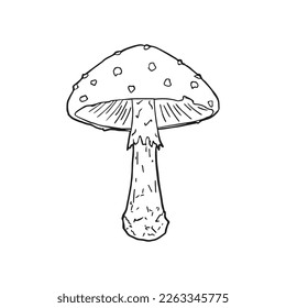 Fly mushroom icon. Amanita muscaria. Fly agaric. Vector. Line style. Sketch.