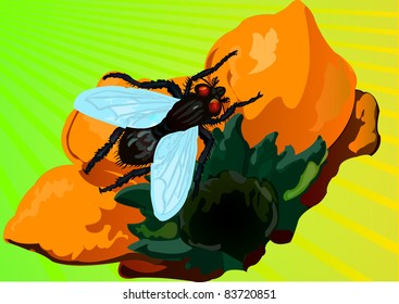Fly on a flower