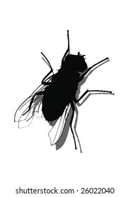 Fly On The Wall -Vector Art-