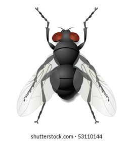 Fly On White Stock Vector (Royalty Free) 53110144