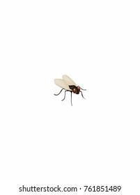 Fly on a white background