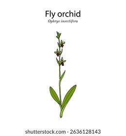 Fly Orchid (Ophrys insectifera), medicinal and edible plant. Hand drawn botanical vector illustration