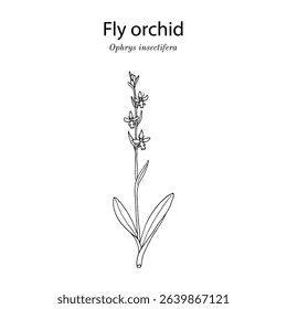 Fly Orchid (Ophrys insectifera), medicinal and edible plant. Hand drawn botanical vector illustration
