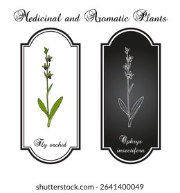 Fly Orchid (Ophrys insectifera), medicinal and edible plant. Hand drawn botanical vector illustration