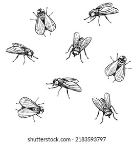 Fly pattern. sketch illustration. Insect, Hand drawn vector outline