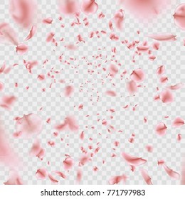 Fly pink Sakura petals effect isolated on transparent background. And also includes EPS 10 vector