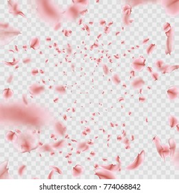 Fly pink Sakura petals effect isolated on transparent background. And also includes EPS 10 vector