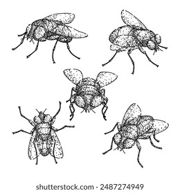 fly set hand drawn. animal house, vintage isolated, black nature fly vector sketch. isolated black illustration