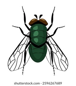 Fly single vector icon. Vector fly close up and top side view isolated on white background. Housefly pictogram. Wildlife symbol. Entomology closeup color vector illustration. Graphic design element.