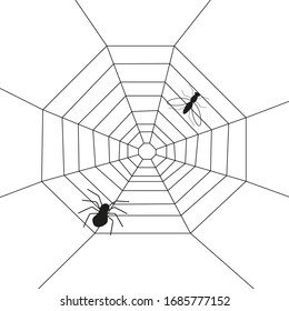 Fly and spider on the web