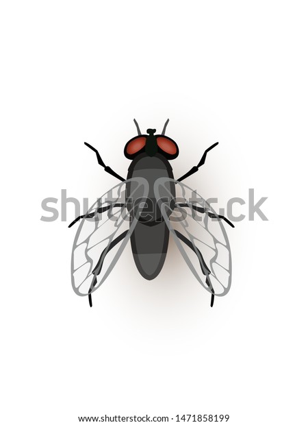 Fly Tiny Insect Flat Vector Illustration Stock Vector Royalty