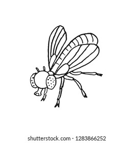 fly vector doodle sketch isolated on white background