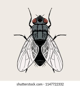 Fly vector hand drawn illustration.