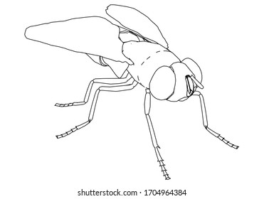 Fly vector illustration. Abstract vector fly on the white background