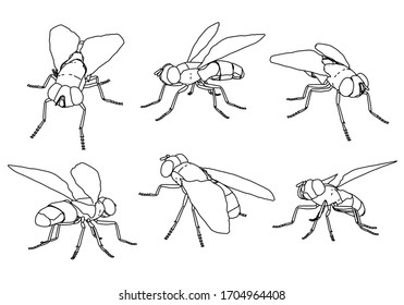 Fly Vektorillustration Illustration. Abstrakte Vektorillustration auf weißem Hintergrund