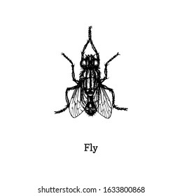 Fly vector illustration. Hand drawn sketch of insect in vintage style.