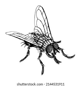 Fly vector sketch. Flying insect hand drawn. Vintage black and white illustration. Two-winged fly. Noxious insect.