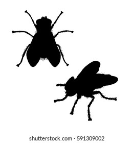 Fly web silhouette. Hand drawn image. Black white icon. Vector illustration. Logo desing.