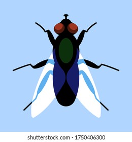 Fly with wings, top view. Vector fly in the original flat style.  blue background. Vector design element.