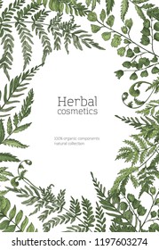 Flyer or poster template with frame made of forest ferns, wild herbs, green herbaceous plants on white background. Hand drawn realistic vector illustration for natural organic cosmetics advertisement.