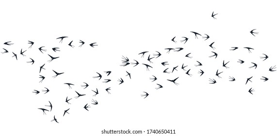 Flyind swallows birds silhouettes vector graphic design. Isolated flying birds, vector marlet swallows illustration black o white. Flock of free birds line art.