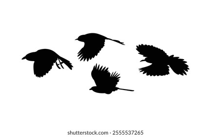 Flying Abbott's babbler Bird Silhouette Design  And Vector Illustration. 