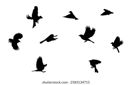 Flying African Chaffinch bird Silhouette Design  And Vector Illustration. 