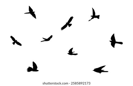 Flying African cuckoo bird Silhouette Design  And Vector Illustration. 