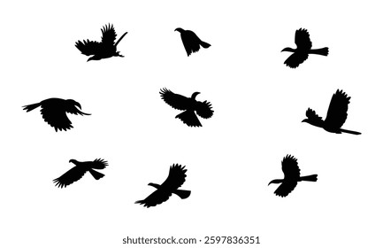Flying African grey hornbill bird Silhouette Design  And Vector Illustration. 