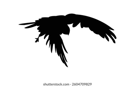 Flying African marsh harrier bird Silhouette Design  And Vector Illustration. 