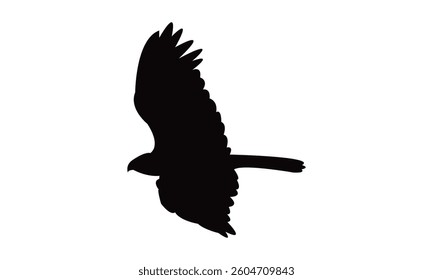Flying African marsh harrier bird Silhouette Design  And Vector Illustration. 
