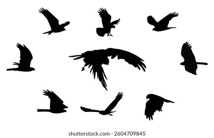 Flying African marsh harrier bird Silhouette Design  And Vector Illustration. 