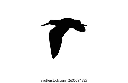Flying African oystercatcher bird Silhouette Design  And Vector Illustration. 