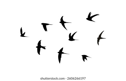 Flying African palm swift bird Silhouette Design  And Vector Illustration. 