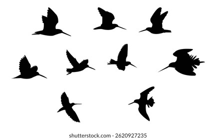 Flying African snipe bird Silhouette Design  And Vector Illustration. 