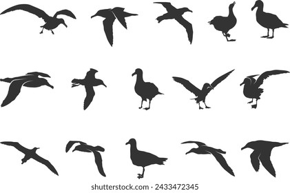 Flying albatross silhouette, Albatross silhouettes, Albatross bird silhouette, Albatross bird vector illustration