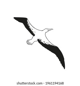 Flying Albatross vector. Black and white seabird illustration on white background