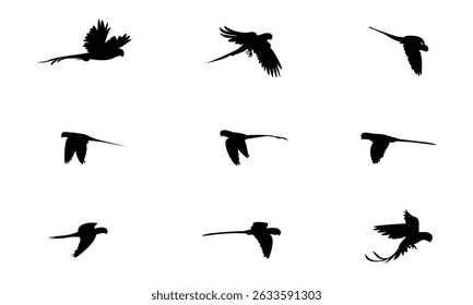 Flying Alexandrine parakeet bird Silhouette Design  And Vector Illustration. 
