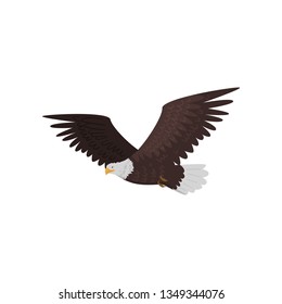 Flying bald eagle with large wings isolated on white background