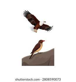 Flying bald eagle and small brown bird vector set isolated on white background for design.