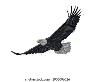 Flying bald eagle from a splash of watercolor, colored drawing, realistic. Vector illustration of paints