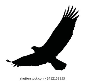 Flying bald eagle vector silhouette.