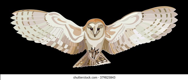  flying barn owl, vector image