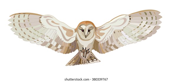 Flying Barn Owl, Vector Image