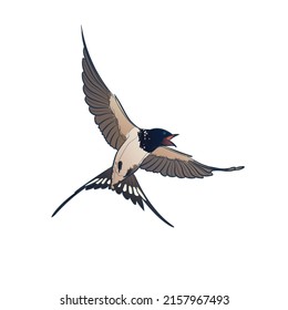 Flying barn swallow on white background. Vector illustration.